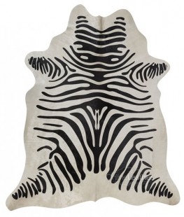 Zebra on White